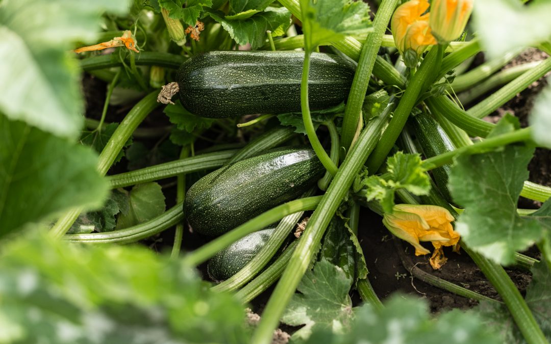 Hyötykasvit: kesäkurpitsa